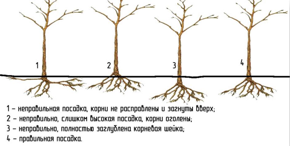 посадка саженца с ОКС